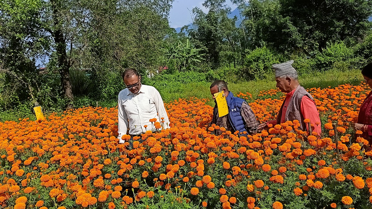 सयपत्री बेचेर लाखौ आम्दानी गर्छन् सिन्धुलीका किसान