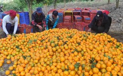 गाउँमा करोडौँको सुन्तला, बजार पुर्‍याउन गाह्रो