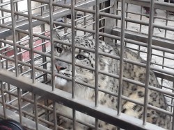 उद्धार गरेर ल्याइएको हिउँ चितुवा सार्वजनिक