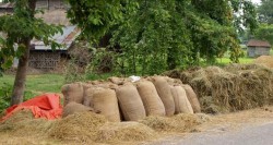 धान नबिकेपछि झापाका किसान चिन्तित