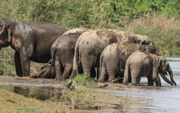 सौराहामा पर्यटन प्रवर्द्धन गर्न हात्ती महोत्सव