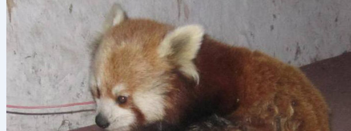 रसुवाको धार्मिक मार्गमा रेडपाण्डा