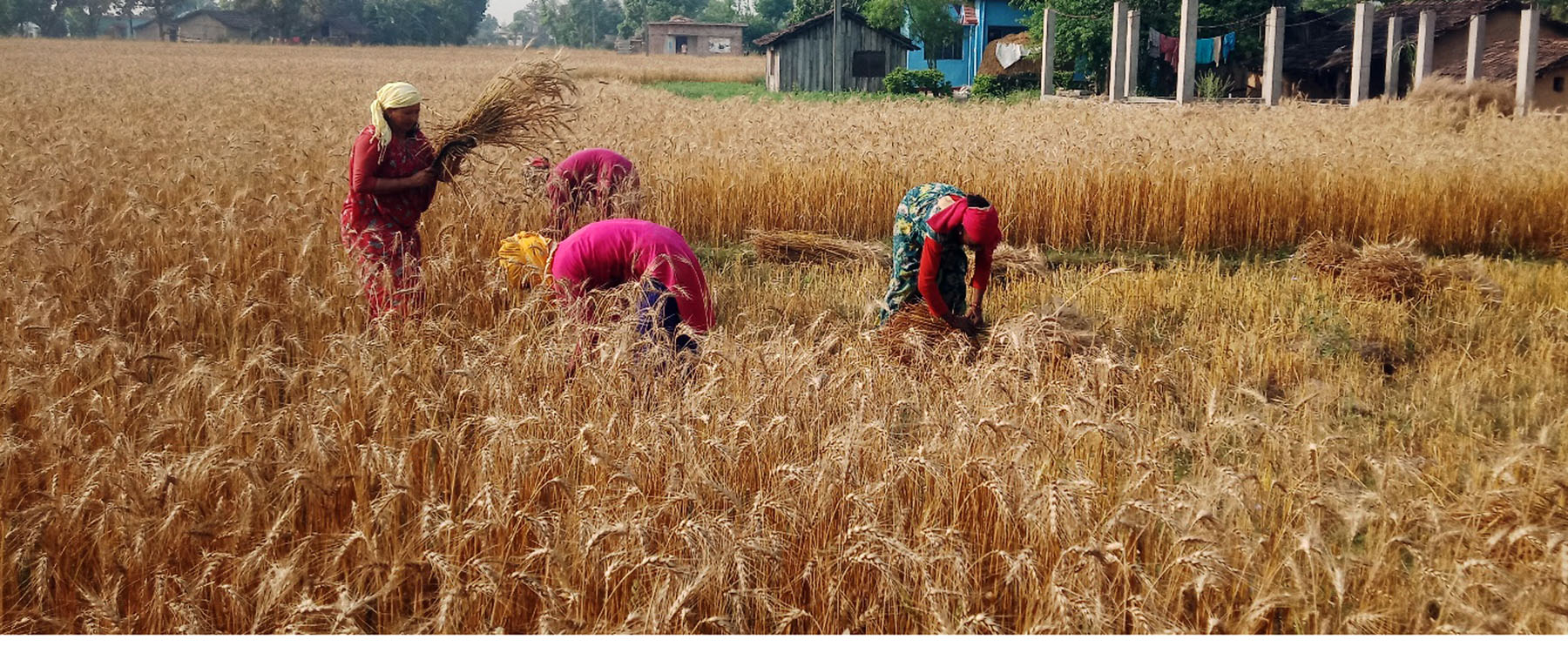 किसानलाई गहुँ भित्र्याउने चटारो, दललाई चुनावको