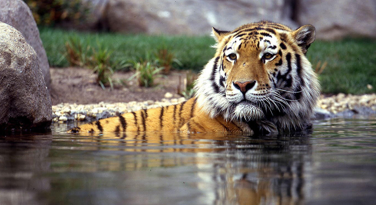 बर्दिया निकुञ्जमा बाघ हेर्ने पर्यटककाे घुइँचो