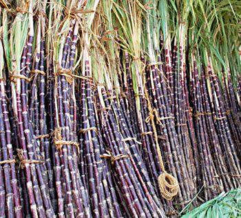 उखु किसानले पाए एक अर्ब ६१ करोड भुक्तानी