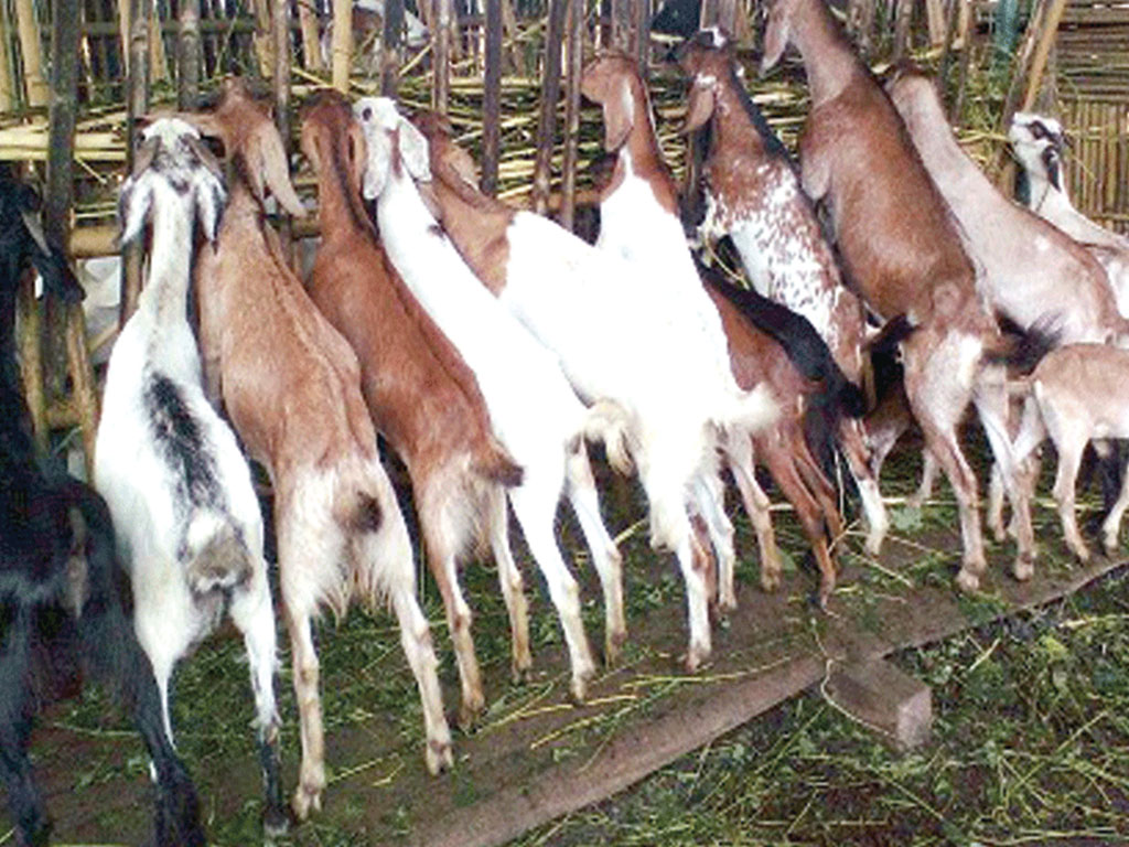 नुवाकोटमा पशुपंक्षी पाल्ने किसानले निर्ब्याजी ऋण पाउने