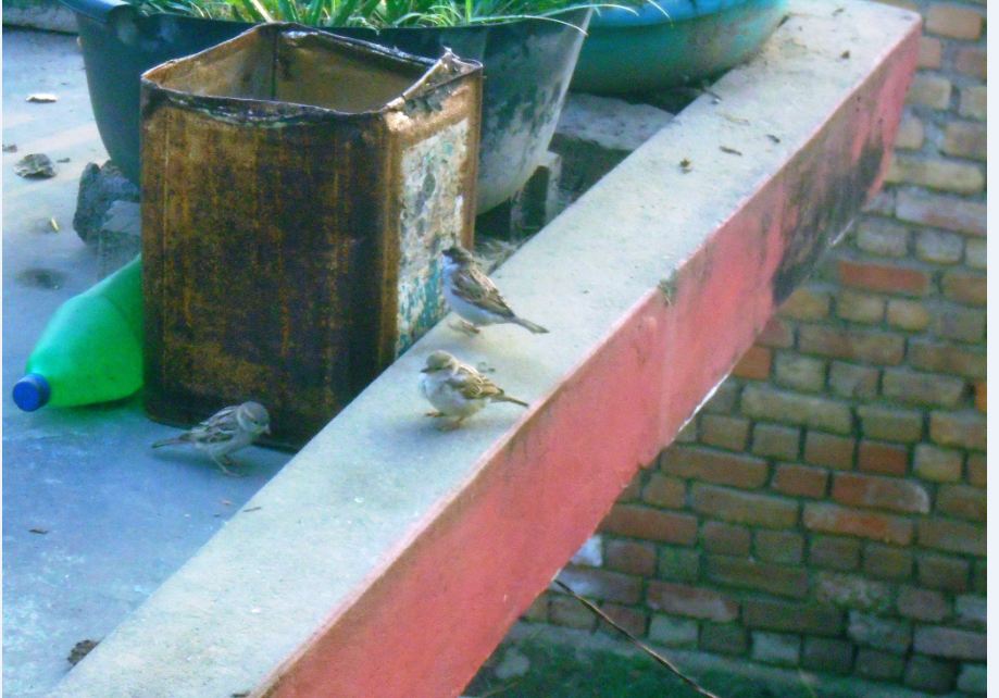 कता हराए चिरबिर गर्ने भँगेरा ?