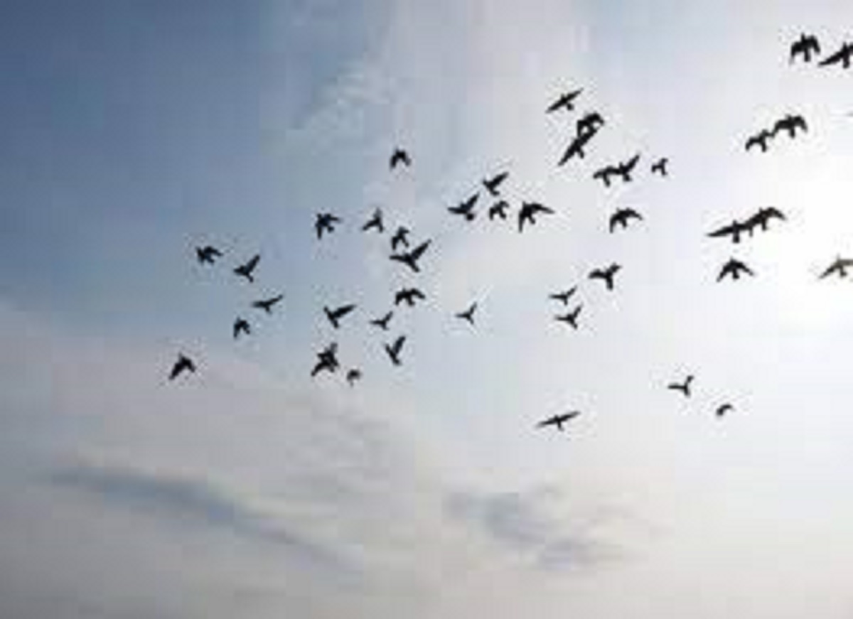 पाहुना चराले गौशालाबजार गुल्जार