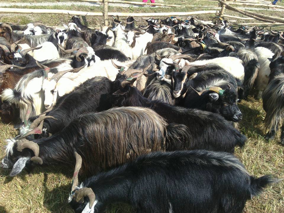 मुस्ताङबाट १२ हजार भेडा तथा च्याङ्ग्रा पोखरा ल्याइँदै