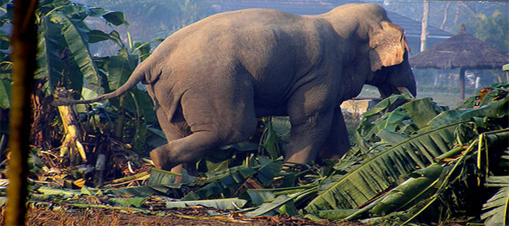 बढ्दो मानव–हात्ती द्वन्द्व : २० वर्षमा दुई सय ७४ जनाको मृत्यु