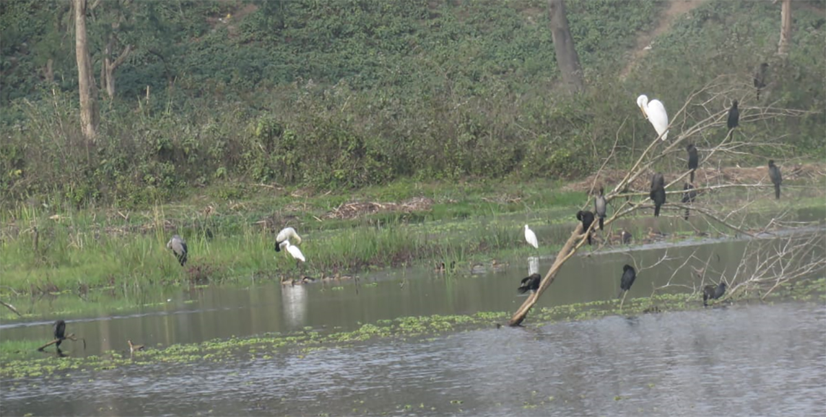 दुई दशकपछि कोसीटप्पु  क्षेत्रमा ठूलो सिलसिले हाँस