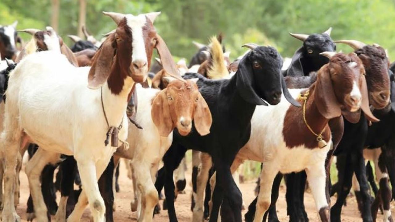 कर्णालीमा खसी बोकाबाट तीन अर्ब २४ करोड बराबरको आम्दानी