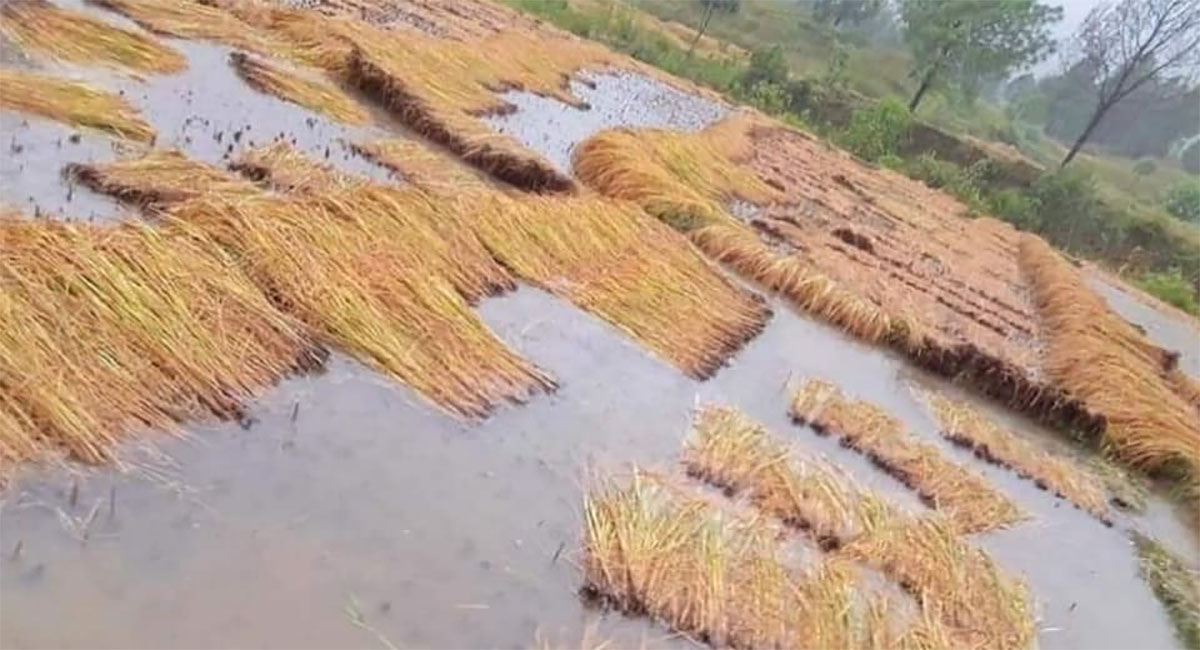 राहतका पर्खाइमा बाँकेका  किसान
