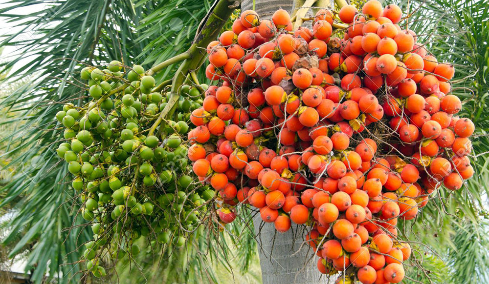 सुपारी खेतीका बारेमा नेपाली भाषामा पहिलोपटक कृति प्रकाशित