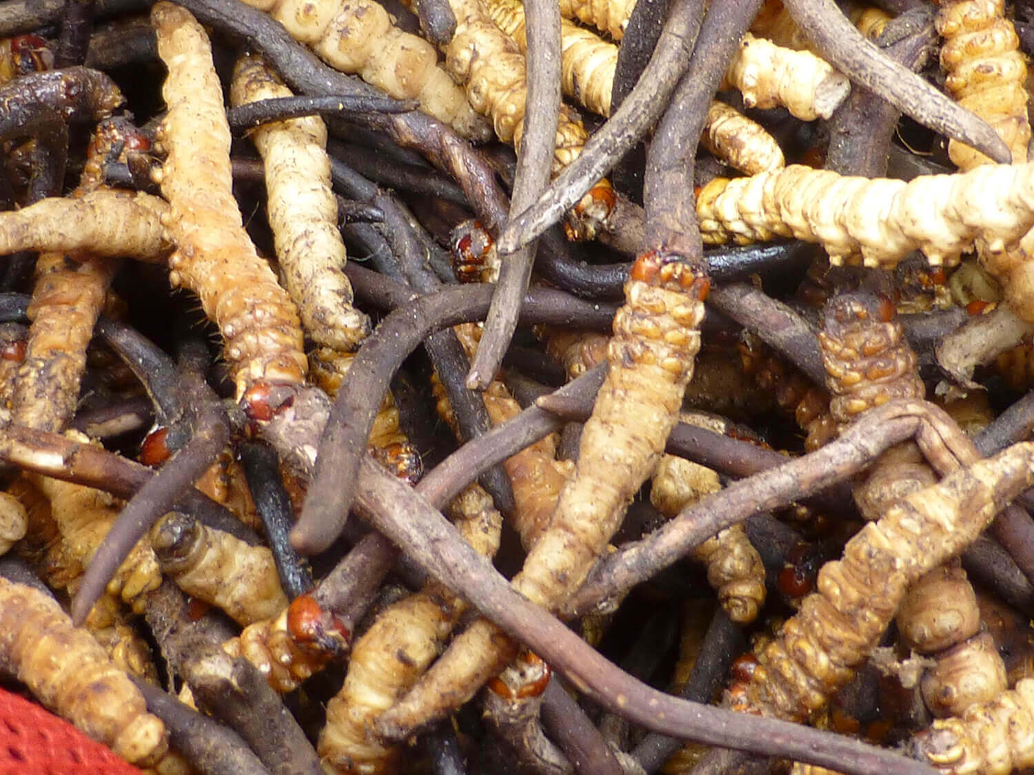 हिमपातले खर्क पुगेका यार्सा संकलक फर्किए